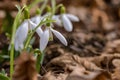 Snowdrop or common snowdrop Galanthus nivalis flowers Royalty Free Stock Photo