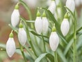 Snowdrop or common snowdrop Galanthus nivalis flowers Royalty Free Stock Photo