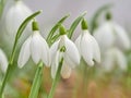 Snowdrop or common snowdrop Galanthus nivalis flowers Royalty Free Stock Photo