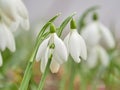 Snowdrop or common snowdrop Galanthus nivalis flowers Royalty Free Stock Photo