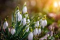 Snowdrop or common snowdrop Galanthus nivalis flowers in the forest with warm sunshine at background at springtime Royalty Free Stock Photo