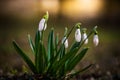 Snowdrop or common snowdrop Galanthus nivalis flowers in the forest with warm sunshine at background at springtime Royalty Free Stock Photo