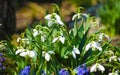 Snowdrop or common snowdrop Galanthus nivalis flowers. In the forest in the wild in spring snowdrops bloom Royalty Free Stock Photo