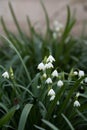 Snowdrop or common snowdrop flowers. Snowdrops after the snow has melted.