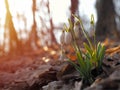 Snowdrop or common snowdrop Galanthus nivalis flowers Royalty Free Stock Photo