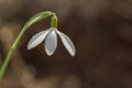 Snowdrop or common snowdrop Galanthus nivalis flowers Royalty Free Stock Photo