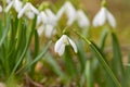 Snowdrop or common snowdrop Galanthus nivalis flowers Royalty Free Stock Photo