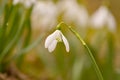 Snowdrop or common snowdrop Galanthus nivalis flowers Royalty Free Stock Photo