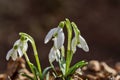 Snowdrop or common snowdrop Galanthus nivalis flowers Royalty Free Stock Photo