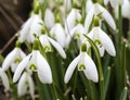 Snowdrop or common snowdrop Galanthus nivalis flowers Royalty Free Stock Photo