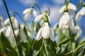 Snowdrop or common snowdrop Galanthus nivalis flowers. White flowers against the blue sky with clouds. selective focus.