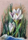 Snowdrop, crocus, first spring flower. Image in watercolor on paper, traditional technique. nSpring flowers. Royalty Free Stock Photo