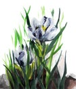 Snowdrop, crocus, first spring flower. Image in watercolor on paper, traditional technique. nSpring flowers. Royalty Free Stock Photo