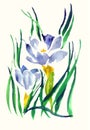 Snowdrop, crocus, first spring flower. Image in watercolor on paper, traditional technique. nSpring flowers. Royalty Free Stock Photo
