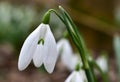 Snowdrop, detail of plant bloom, spring flower, white petals Royalty Free Stock Photo