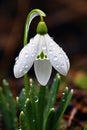 Snowdrop with dew drops in nature close-up Royalty Free Stock Photo
