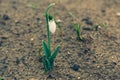 A snowdrop with dews on it