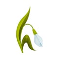 Snowdrop Drooping Flower on Stem with Linear Leaves Vector Illustration