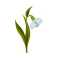 Snowdrop Drooping Flower on Stem with Linear Leaves Vector Illustration