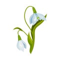 Snowdrop Drooping Flowers on Stem with Linear Leaves Vector Illustration