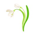 Snowdrop Drooping Flowers on Stem with Linear Leaves Vector Illustration