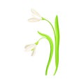 Snowdrop Drooping Flowers on Stem with Linear Leaves Vector Illustration