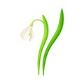 Snowdrop Drooping Flowers on Stem with Linear Leaves Vector Illustration