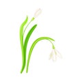 Snowdrop Drooping Flowers on Stem with Linear Leaves Vector Illustration