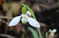 Snowdrop in early spring, white flower Royalty Free Stock Photo