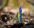 Snowdrop first blue brigt flower at sun closed