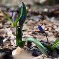 Snowdrop first blue flower at sun covered