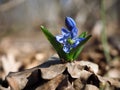 Snowdrop first blue flower at sun going up