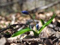 Snowdrop first blue flower at sun opened