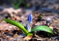 Snowdrop first bright flower at sun