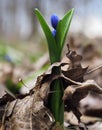 Snowdrop first spring blue bright flower at forest long