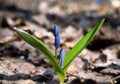 Snowdrop first spring bright flower at sun closed