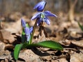 Snowdrop first spring bright flower at sun at forest many