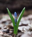 Snowdrop first spring flower at leaves close-up