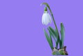 Snowdrop - first spring flower on purple background.