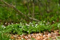 Snowdrop Royalty Free Stock Photo