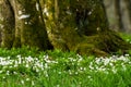 Snowdrop Royalty Free Stock Photo