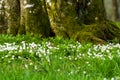 Snowdrop Royalty Free Stock Photo