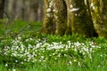 Snowdrop Royalty Free Stock Photo
