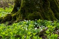 Snowdrop Royalty Free Stock Photo