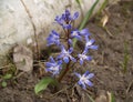 Snowdrop is the first spring flowers blooming in the forest. Macro Royalty Free Stock Photo