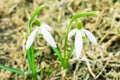 Snowdrop, first spring flowers,forest,nature awakening after winter