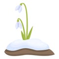 Snowdrop flora icon cartoon vector. Spring grass