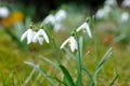 Snowdrop flower.