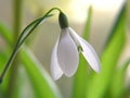 Snowdrop flower Royalty Free Stock Photo