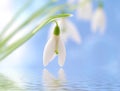 Snowdrop Flower Royalty Free Stock Photo